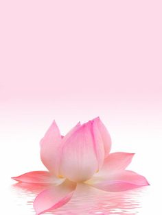 a pink flower is floating in the water on a light pink background with white reflection