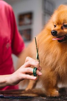 a small brown dog standing on top of a table next to a person holding scissors