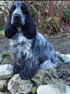 a black and white dog sitting on top of a pile of rocks next to bushes