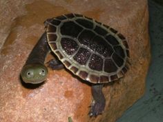 a small turtle sitting on top of a rock