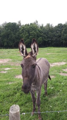 a donkey standing on top of a lush green field