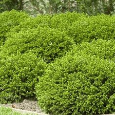 green bushes are growing in a garden bed