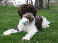 a brown and white dog laying on top of a lush green field holding a ball in its mouth