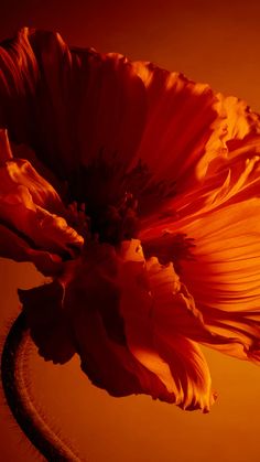 a large orange flower is shown in this image