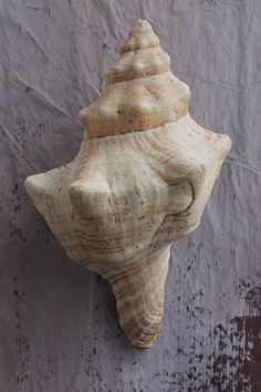 a sea shell hanging on the side of a wall