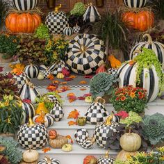 pumpkins and gourds are arranged on the steps