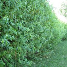 a row of trees that are next to each other