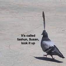 a pigeon is standing on the sidewalk with its tail hanging out and it's called fashun, susan, look it up