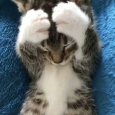 a kitten laying on top of a blue blanket with its paws up in the air