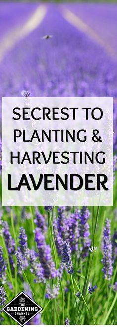 lavender flowers with the words secret to planting and harvesting lavenders in front of them