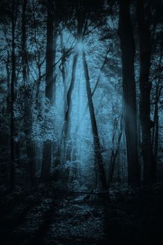 the sun shines through the foggy trees in the dark forest, with only one light shining on them