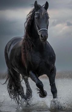 a black horse running through the water on a cloudy day with dark clouds in the background