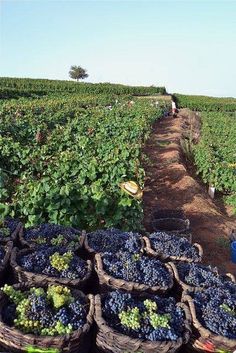 several baskets filled with grapes in the middle of a field