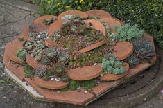 an arrangement of succulents and other plants are arranged on top of a piece of wood