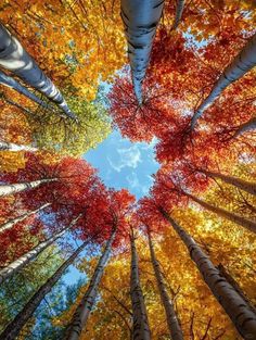 looking up at the tops of tall trees in autumn