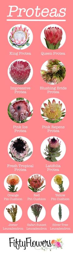 the different types of flowers are shown in this poster, which shows how to grow them