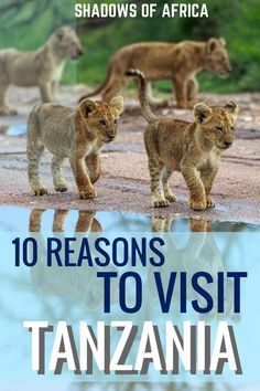 the cover of shadows of africa's 10 reasons to visit tanzania