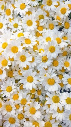 many white and yellow flowers are together