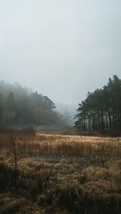 an open field with tall grass and trees in the background on a foggy day