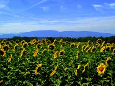 a large field of sunflowers with mountains in the background