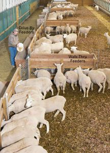 a man standing next to a herd of sheep in a barn filled with lots of hay