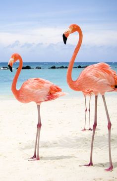 two flamingos standing in the sand on a beach