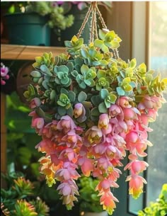 pink and green flowers hanging from a potted plant