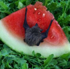 a bat hanging upside down on a piece of watermelon that is in the grass