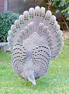 a large peacock standing on top of a lush green field