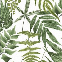 green leaves and ferns on white background greeting card by panoramic images / science photo library