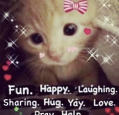 a cat with a bow on it's head is looking at the camera and says fun happy laughing sharing hug, yay, love pray help