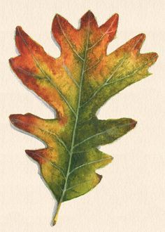 an orange and green leaf is shown on a white background with watercolor pencils