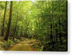 a path in the middle of a forest with lots of trees and leaves on both sides