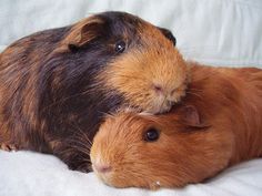 two brown and black guinea pigs cuddling on top of each other