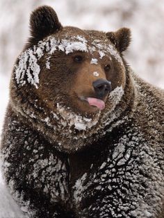 a brown bear sitting in the snow with its tongue out and it's face covered by white powder