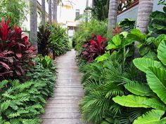 the walkway is lined with tropical plants and trees