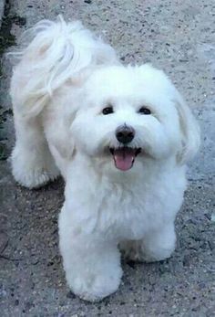 a small white dog standing on top of a gravel road