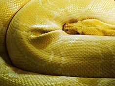 a large yellow snake curled up on top of a couch