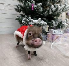 a small pig wearing a santa claus outfit