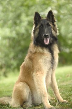 a dog sitting in the grass with its tongue out