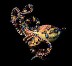 an octopus with blue and yellow markings on it's body, sitting in the dark