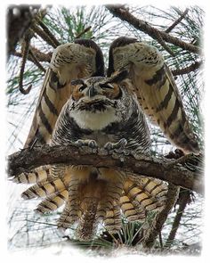 an owl sitting on top of a tree branch with its wings spread out and it's eyes open