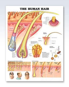 the human hair poster with pictures and description