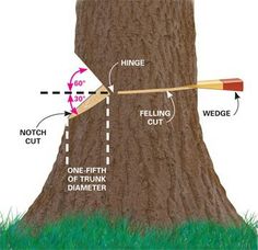 the diagram shows how to cut down a tree trunk with a long stick and an arrow