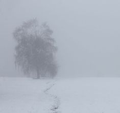 a lone tree stands in the middle of a snowy field with footprints leading to it