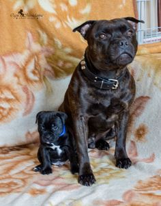 two black dogs sitting on a couch next to each other