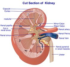 an image of the kidney with labels on it and labeled in text below that reads, acute retail failure - cases and treatments