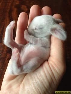 a hand holding a small white animal in it's palm with the caption, this is what a newborn bunny looks like