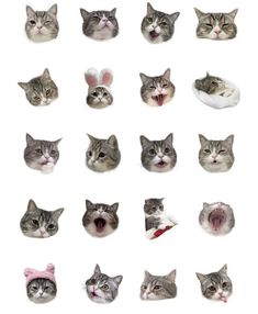 many different types of cats with their mouths open and eyes wide open on a white background