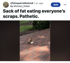 a cat sitting on top of a brick floor next to a green field and trees